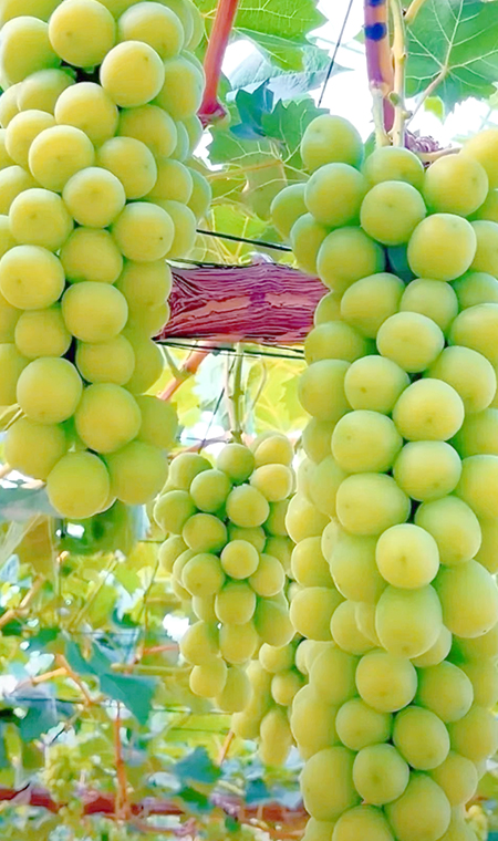 葡萄